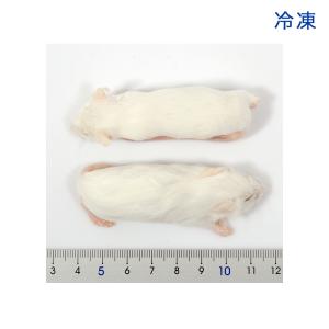 冷凍★SPFマウス ホッパーLマウス(10匹)...の詳細画像1