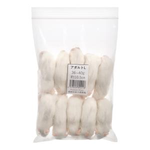 冷凍★ＳＰＦマウス　アダルトマウスＬ（１０匹）　（約１０．５ｃｍ・３６〜４０ｇ）　冷凍マウス　高品質　別途クール手数料　常温商品同梱不可