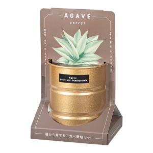 聖新陶芸 種から育てる アガベ栽培セット チタノタ ブルー 栽培セット