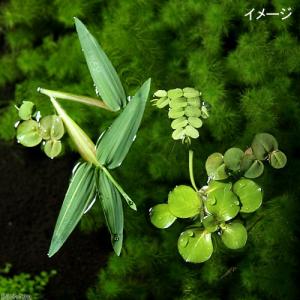 (ビオトープ)(めだか)ラメメダカ付き!チャー...の詳細画像2