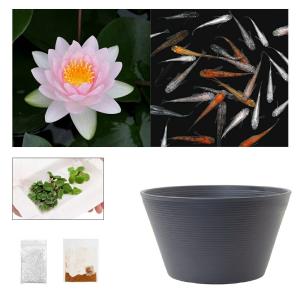 （ビオトープ）（めだか）ラメメダカ付き！チャームおすすめビオトープセット！　マダム　ウィルフラン　ゴネール　スイレン　ビオトープ　本州四国限定
