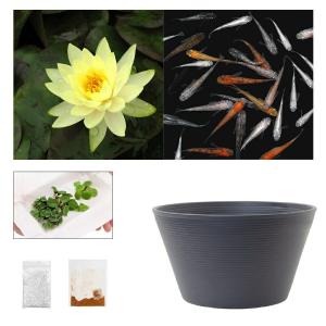 （ビオトープ）（めだか）ラメメダカ付き！チャームおすすめビオトープセット！　インナーライト　スイレン　ビオトープ　本州四国限定