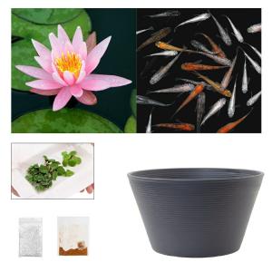 （ビオトープ）（めだか）ラメメダカ付き！チャームおすすめビオトープセット！　温帯性睡蓮　桃　スイレン　ビオトープ　本州四国限定