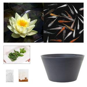 （ビオトープ）（めだか）ラメメダカ付き！チャームおすすめビオトープセット！　温帯性睡蓮　黄　スイレン　ビオトープ　本州四国限定