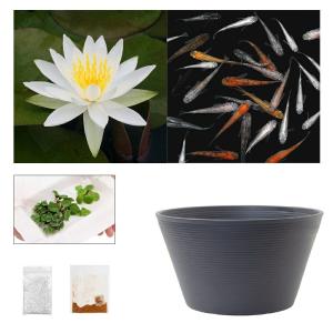 （ビオトープ）（めだか）ラメメダカ付き！チャームおすすめビオトープセット！　温帯性睡蓮　白　スイレン　ビオトープ　本州四国限定