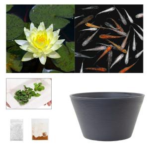 (ビオトープ)(めだか)ラメメダカ付き!チャーム...の商品画像