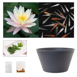 (ビオトープ)(めだか)ラメメダカ付き!チャーム...の商品画像