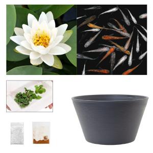 （ビオトープ）（めだか）ラメメダカ付き！チャームおすすめビオトープセット！　ポストリングバーグ　スイレン　ビオトープ　本州四国限定