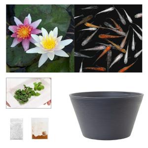 （ビオトープ）（めだか）ラメメダカ付き！チャームおすすめビオトープセット！　ポールハリオット　スイレン　ビオトープ　本州四国限定