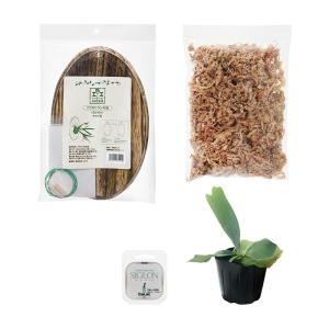 ビカクシダ セット 観葉植物）ビカクシダ板付けキット エンブレム : チャーム charm