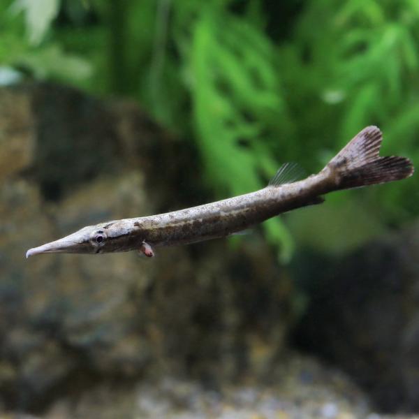 （熱帯魚）ビクーダパイク・カラシン（１匹）　北海道・九州航空便要保温