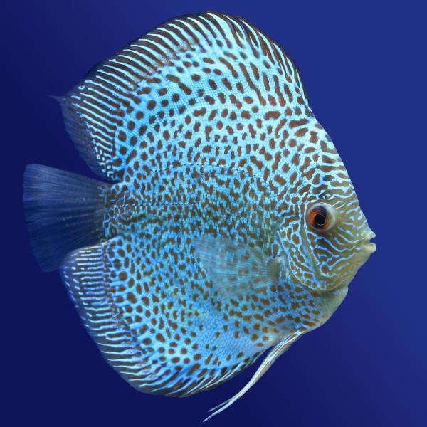 （熱帯魚）ブルースコーピオン・ディスカス（Ｍサイズ）（１匹）　沖縄別途送料　北海道・九州航空便要保温