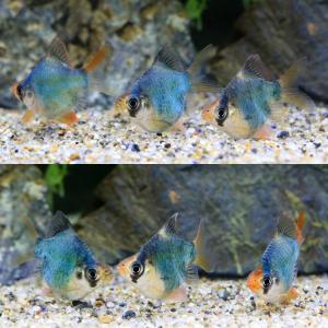 (熱帯魚)バルーン・グリーンスマトラ(3匹) ...の詳細画像2