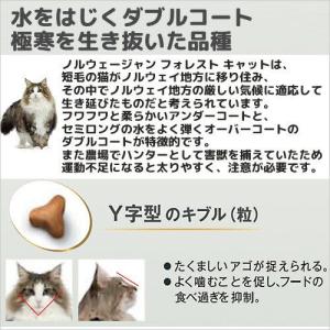 ロイヤルカナン 猫 ノルウェージャン フォレス...の詳細画像3