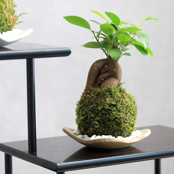 （観葉植物）苔玉皿付き！苔玉　ガジュマル（１個）　益子焼　還元　精霊が住む幸福の木
