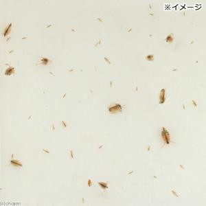 (生餌)オオミジンコ入り飼育水(500ml)+...の詳細画像1