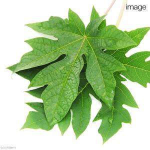 3袋セット 国産 パパイヤの葉 30g×3袋 ...の詳細画像3