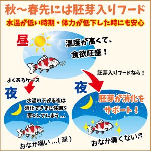 鯉の餌 キョーリン ひかり胚芽 浮上 中粒 1...の詳細画像1