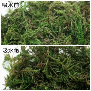 マルカン 鈴虫の緑のオアシス 10gの詳細画像1