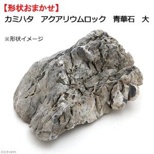 ORCA OCEAN ROCK JAPAN BRANCH ライブロック