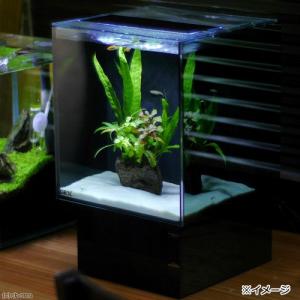 コトブキ工芸 Kotobuki レグラスポニックス３００セット 水槽 ガーデニング ハイドロカルチャー 水槽セット お一人様１点限り 沖縄別途送料 チャーム Charm Paypayモール店 通販 Paypayモール