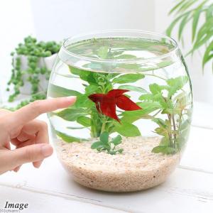 ベタ 水槽 おしゃれ 水槽 の商品一覧 熱帯魚 アクアリウム用品 ペット用品 生き物 通販 Yahoo ショッピング