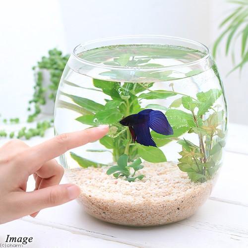 （熱帯魚）（水草）ＧＥＸ　グラスアクアリウム　ドロップ　Ｎ　ベタ飼育セット　青　説明書付き　本州四国...