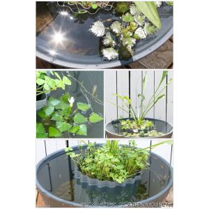 (ビオトープ/睡蓮)睡蓮鉢グレー あぜなみレイ...の詳細画像2
