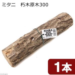 ミタニ　朽木原木３００　コナラ　産卵木　クワガタ