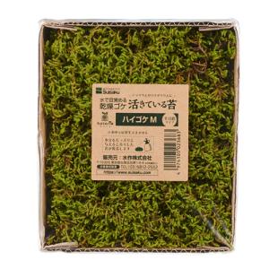 ハイゴケ　25枚 2種 スナゴケ・ハイゴケ - 苔の販売専門店 ハッピーモス