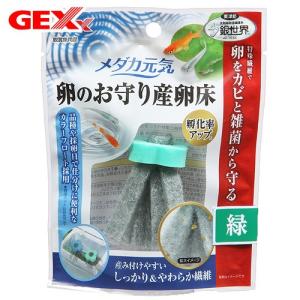 チャーム（charm） （水草）ホシクサsp．クチ（水中葉）（無農薬