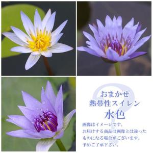 チャーム（charm） （ビオトープ）睡蓮 熱帯性睡蓮（スイレン）（紫