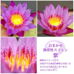 （ビオトープ）睡蓮　おまかせ熱帯性品種睡蓮（スイレン）　紫系（１ポット）（休眠状態）