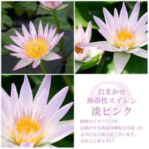 （ビオトープ）睡蓮　おまかせ熱帯性品種睡蓮（スイレン）　淡ピンク系（１ポット）（休眠状態）