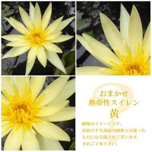 （ビオトープ）睡蓮　おまかせ熱帯性品種睡蓮（スイレン）　黄（１ポット）（休眠状態）