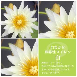 （ビオトープ）睡蓮　おまかせ熱帯性品種睡蓮（スイレン）　白系（１ポット）（休眠状態）