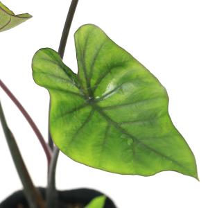 （ビオトープ）水生植物　コロカシア　コーヒー・カップ　４号（１ポット）（休眠状態）