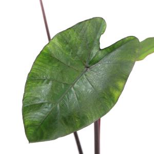 ビオトープ）水生植物 コロカシア ブラックウォーター 4号（1ポット