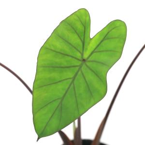 （ビオトープ）水生植物　コロカシア　ビッグ・ディッパー　４号（１ポット）