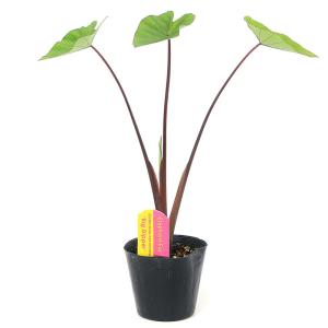 (ビオトープ)水生植物 コロカシア ビッグ・デ...の詳細画像1