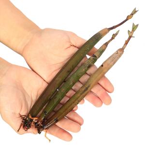 (観葉植物)マングローブ オヒルギ(雄蛭木)の種...の商品画像