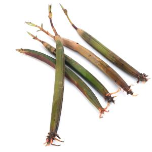 (観葉植物)マングローブ オヒルギ(雄蛭木)の...の詳細画像1