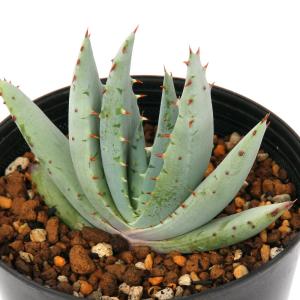 ☆特価☆コーデックス：パキポディウム サンデルシー 白馬城