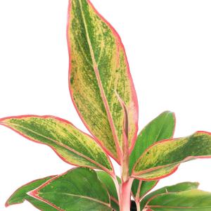 (観葉植物)ハイドロ苗9φ・Lサイズ アグラオネ...の商品画像