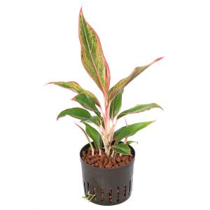 (観葉植物)ハイドロ苗9φ・Lサイズ アグラオ...の詳細画像1