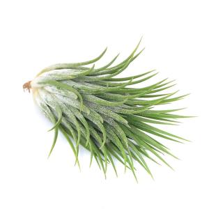現品 アガベ アテナータ カラズストライプズ 5号 アテヌアータ Agave