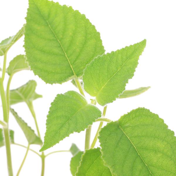 （観葉植物）ハーブ苗　セージ　フルーツ　３号（１ポット）　アロマ　家庭菜園　クラフト　料理