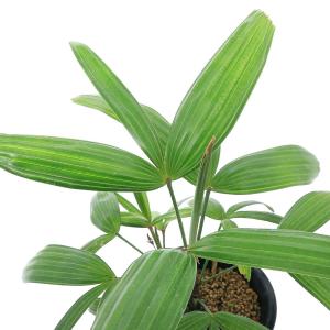 チャーム（charm） （観葉植物）ヤシ カンノンチク（観音竹） 七宝殿