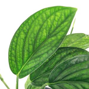 （観葉植物）モンステラ　ジェイドシャトルコック　５号（１鉢）