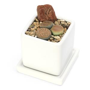 多肉植物：リトープス* : 遊恵盆栽 Yahoo!店 - 通販 - Yahoo!ショッピング